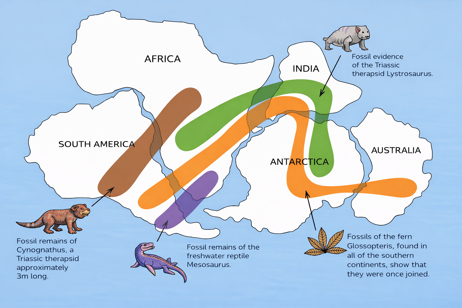 Continental drift (fossil tracks)