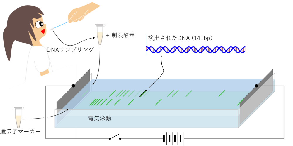 DNA電気泳動 - JavaLab