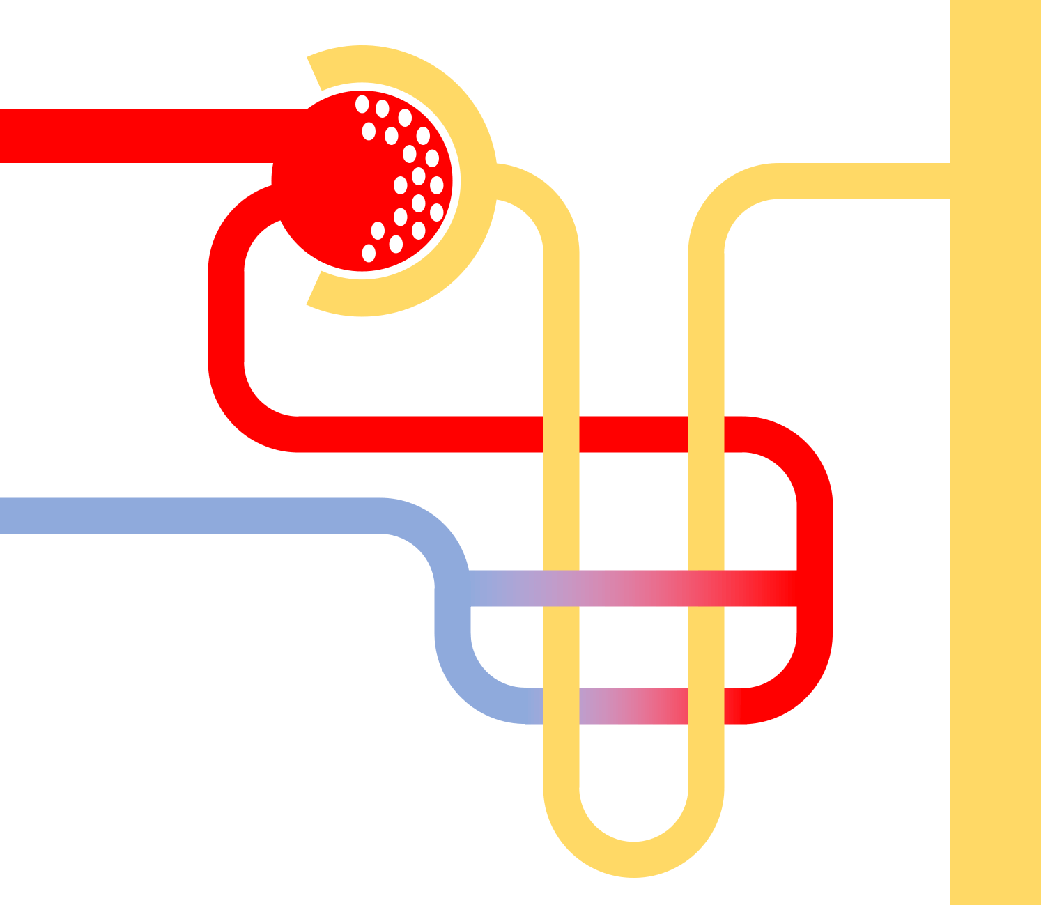 Movement of substances in the nephron