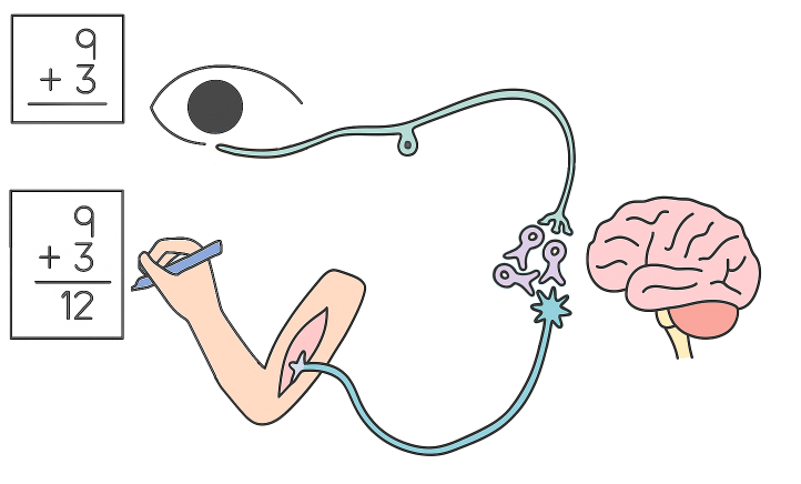 Neuron, Neural networks