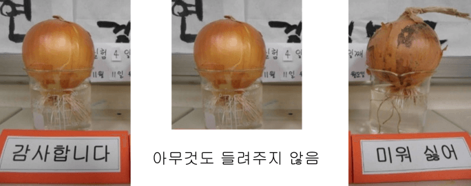 양파 실험 (대조군 추가)